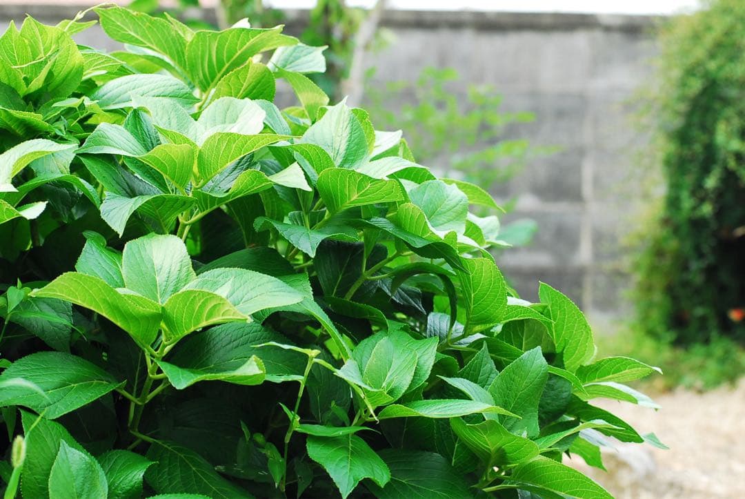 AF NIKKOR 80-200mm F2.8★明るさと描写力◎プロ御用達の逸品