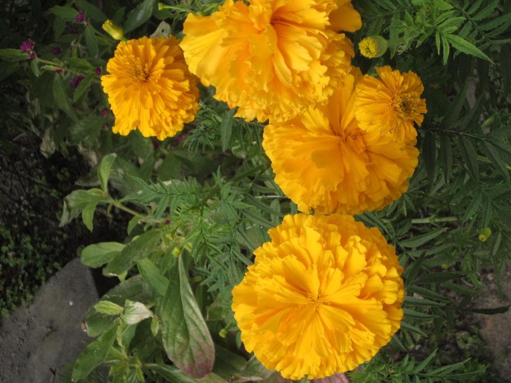 キャノン　Canon IXY 200F 動作確認済　SDカードリーダー付き