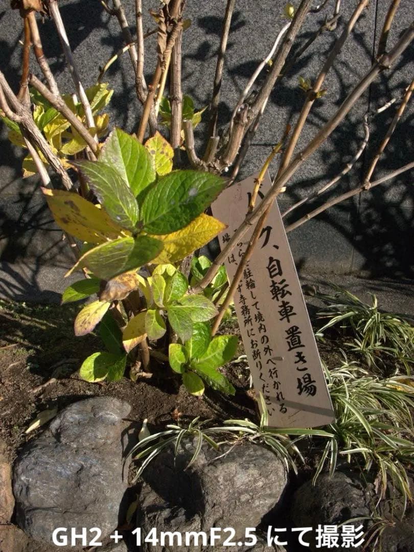 【美品/光学クリア】LUMIX G 14mm F2.5 ASPH. パンケーキ