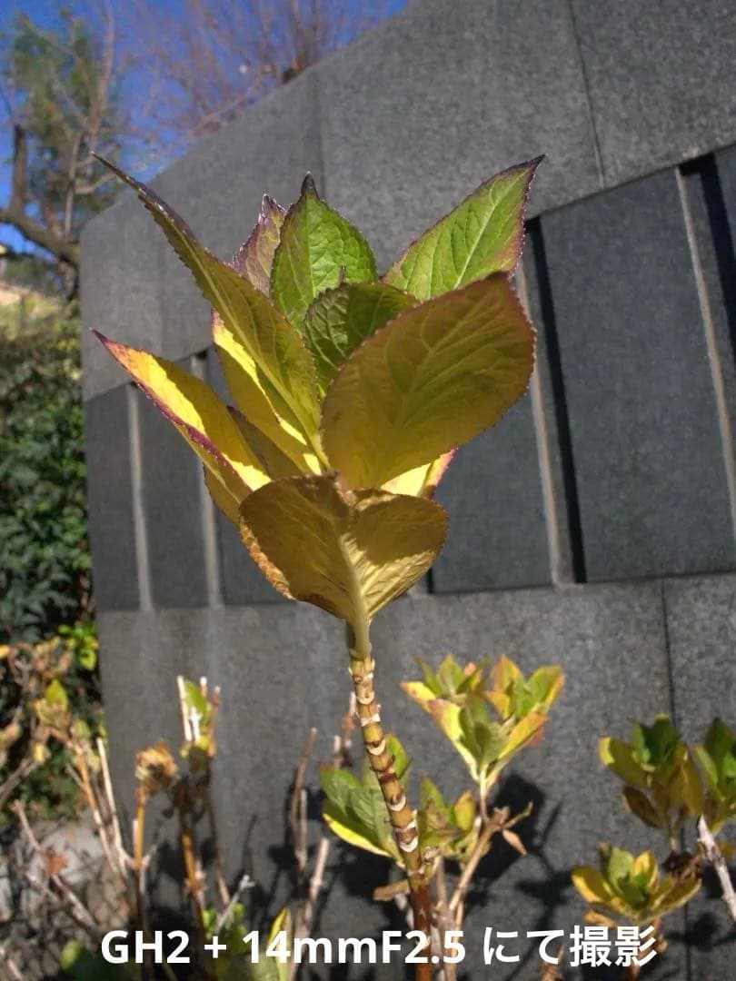 【美品/光学クリア】LUMIX G 14mm F2.5 ASPH. パンケーキ