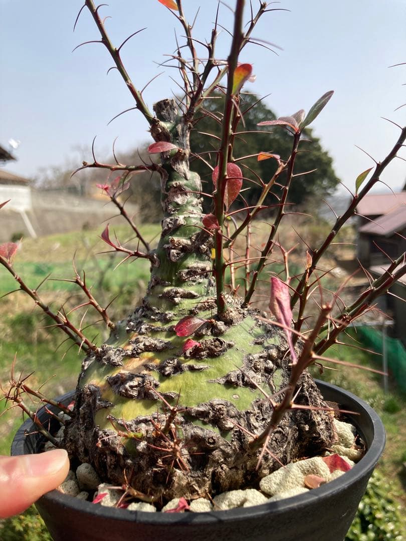 【新春価格】【塊根幅13cm】フォークイエリア　ファシクラータ　特大美株