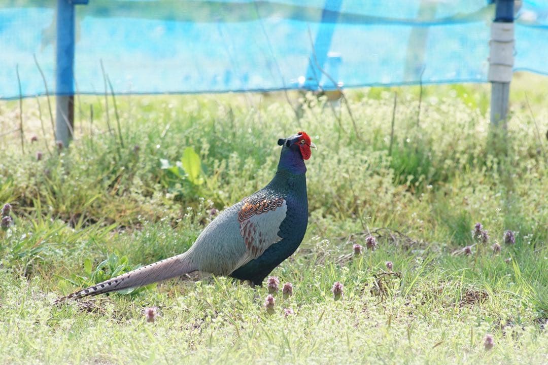 作例付き　TAMRON SP AF 300mm F/2.8 管mpr