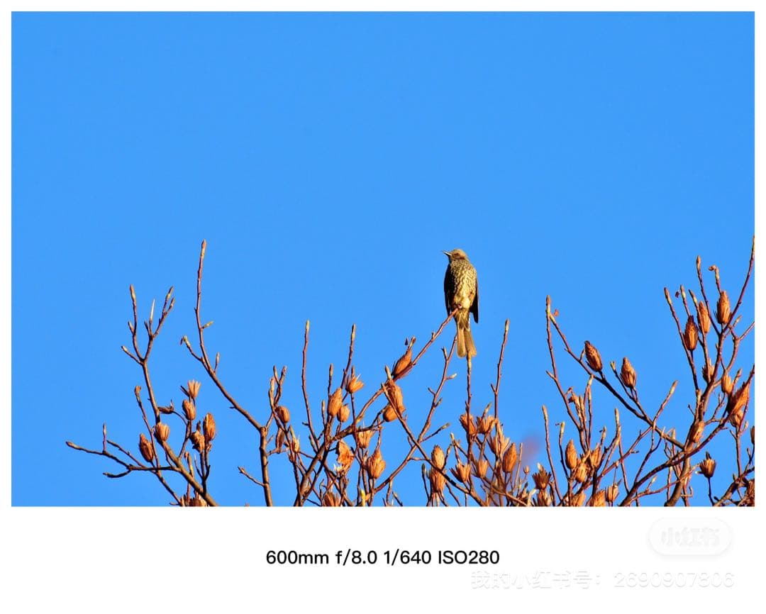 Nikon VR ズームレンズ 80-400