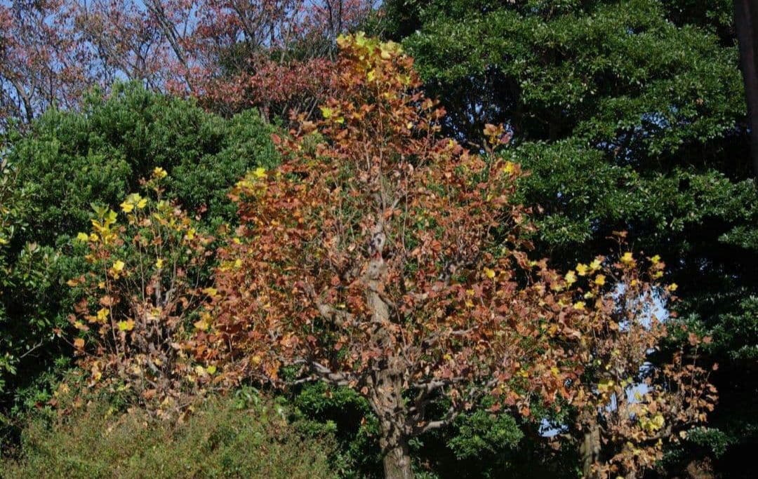 希少　PENTAX K20D-W 未発売モデル　ダブルレンズ⚡️初心者　警察用機