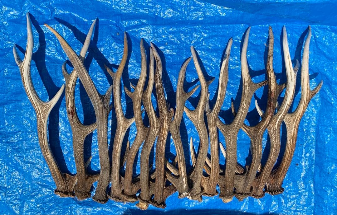 No.2052『鹿角14本セット』鹿の角　エゾ鹿　鹿角　蝦夷鹿