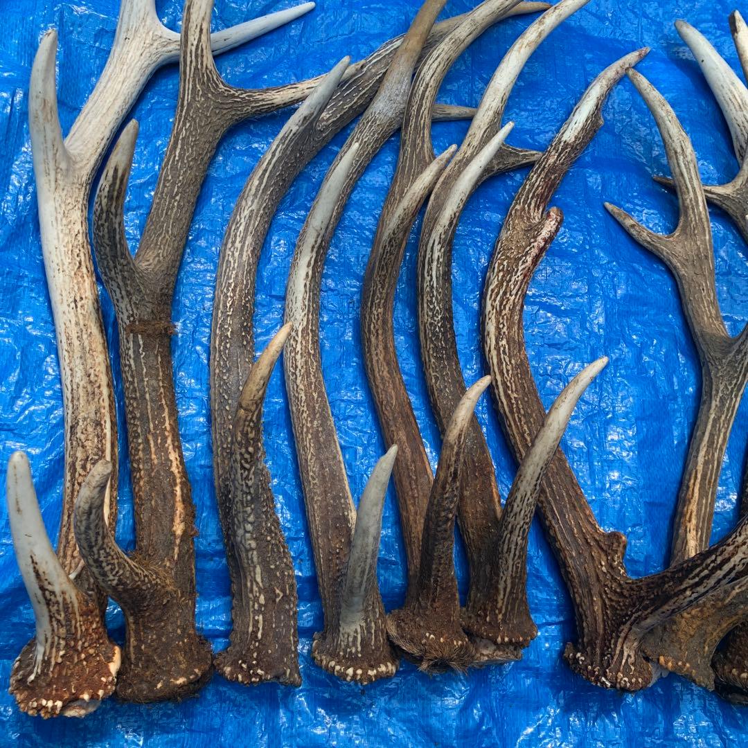 No.2052『鹿角14本セット』鹿の角　エゾ鹿　鹿角　蝦夷鹿
