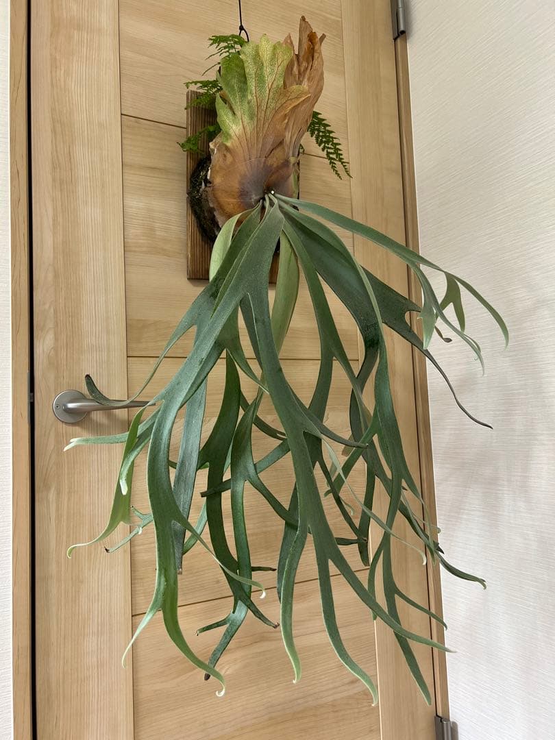 ビカクシダ willinckii Mix Smurf/Moonlight/Nang Nual