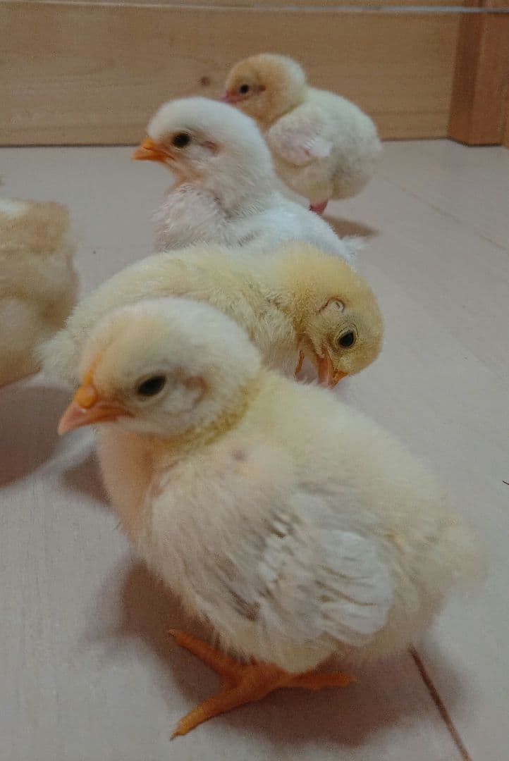 Life Basis　孵卵器