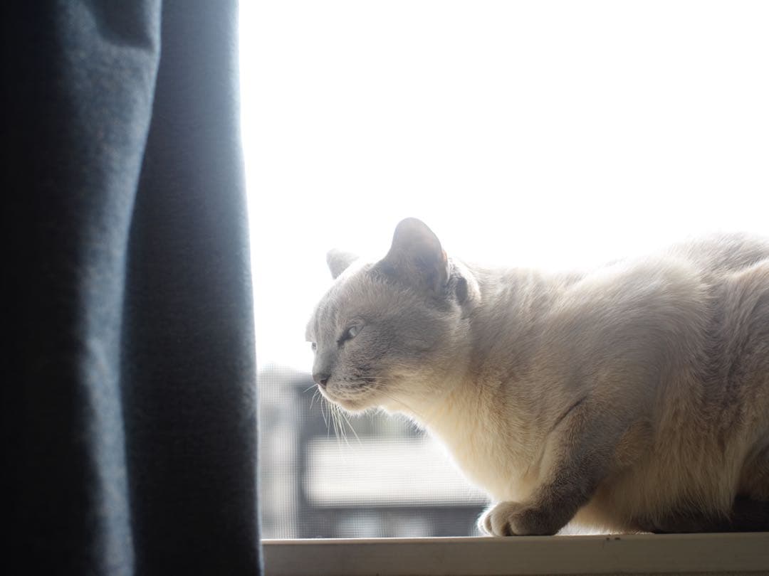 6枚玉 1956年製造 C80mm シルバー メタルショートフード キャップ付属