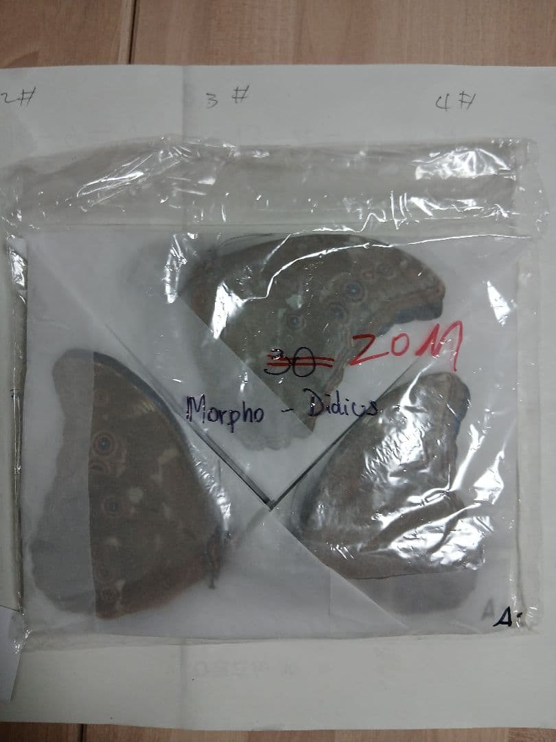 ペルー産・オオモルフォ（実物写真）A-