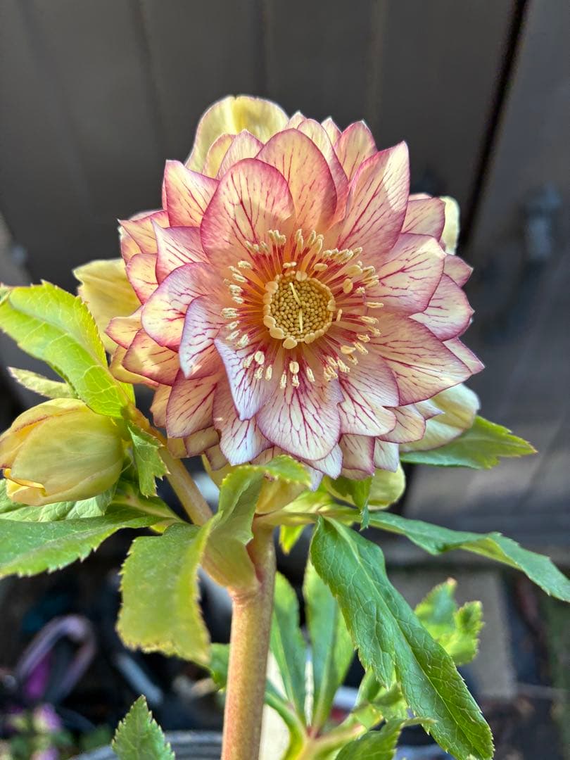 クリスマスローズ　DDクリームベイン赤蕊