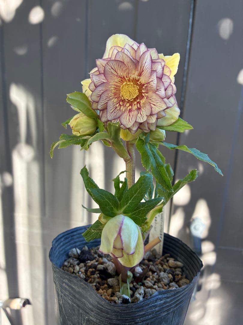 クリスマスローズ　DDクリームベイン赤蕊