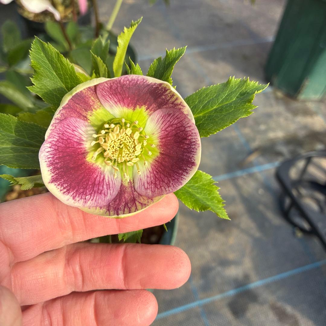 クリスマスローズ　リバーシブル　グリーンフラッシュ　７寸　希少