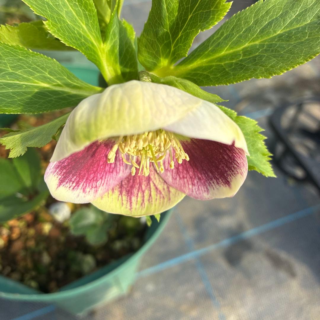 クリスマスローズ　リバーシブル　グリーンフラッシュ　７寸　希少