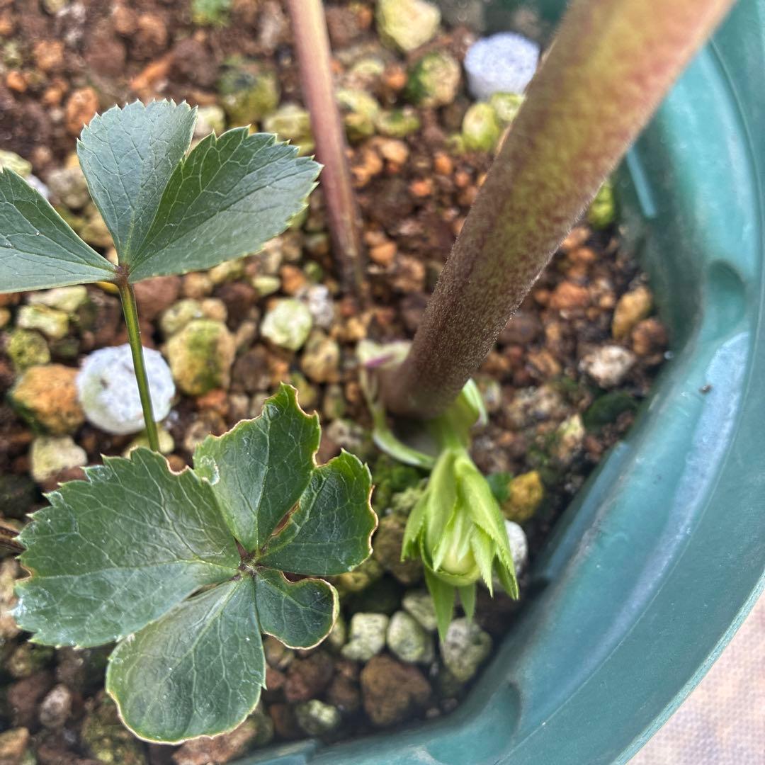 クリスマスローズ　リバーシブル　グリーンフラッシュ　７寸　希少