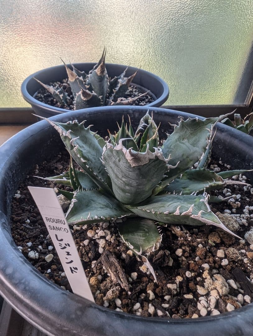 アガベ　チタノタ　「レジェンド」（未発根）