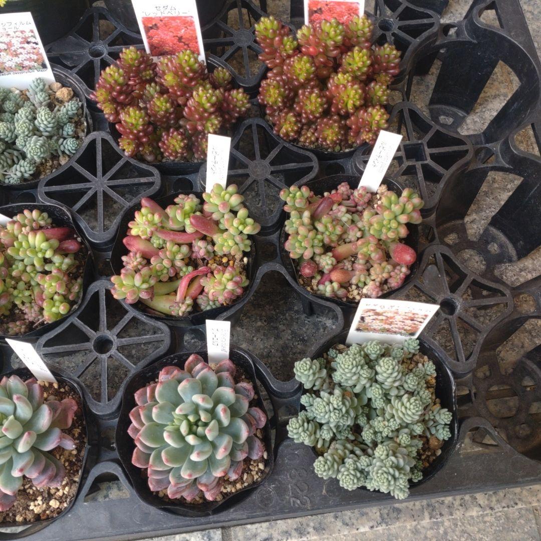 おかんさん専用