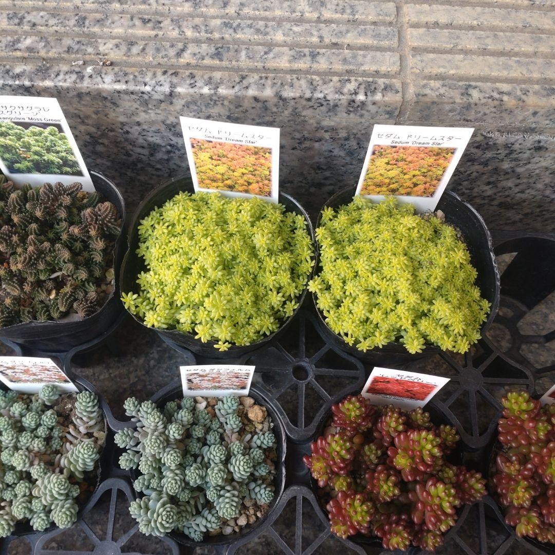 おかんさん専用