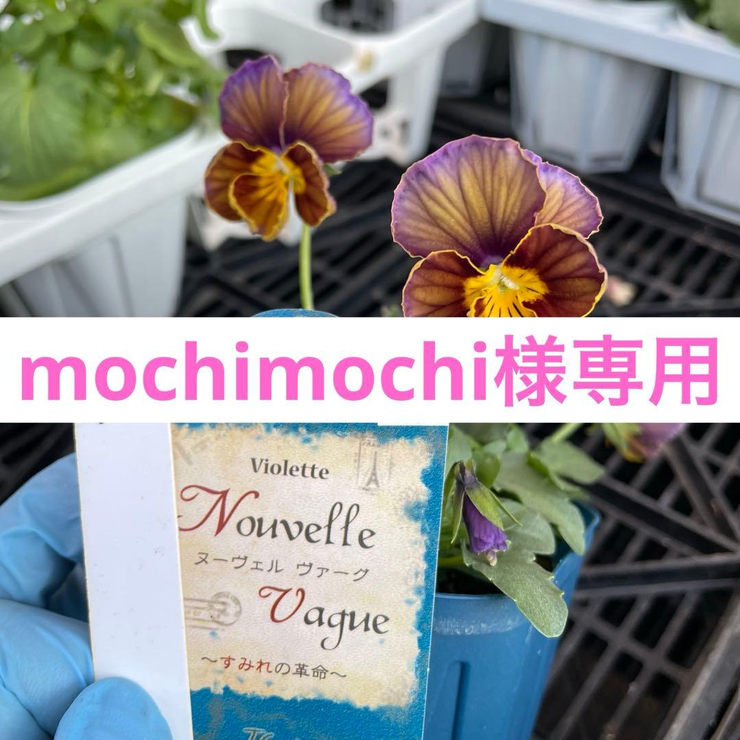 花 mochimochi