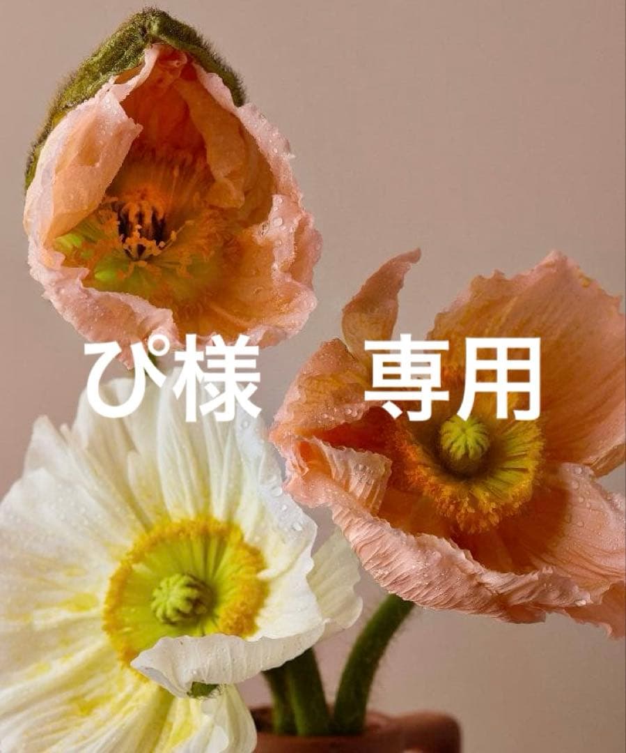 ぴ　翌日発送　36さいず