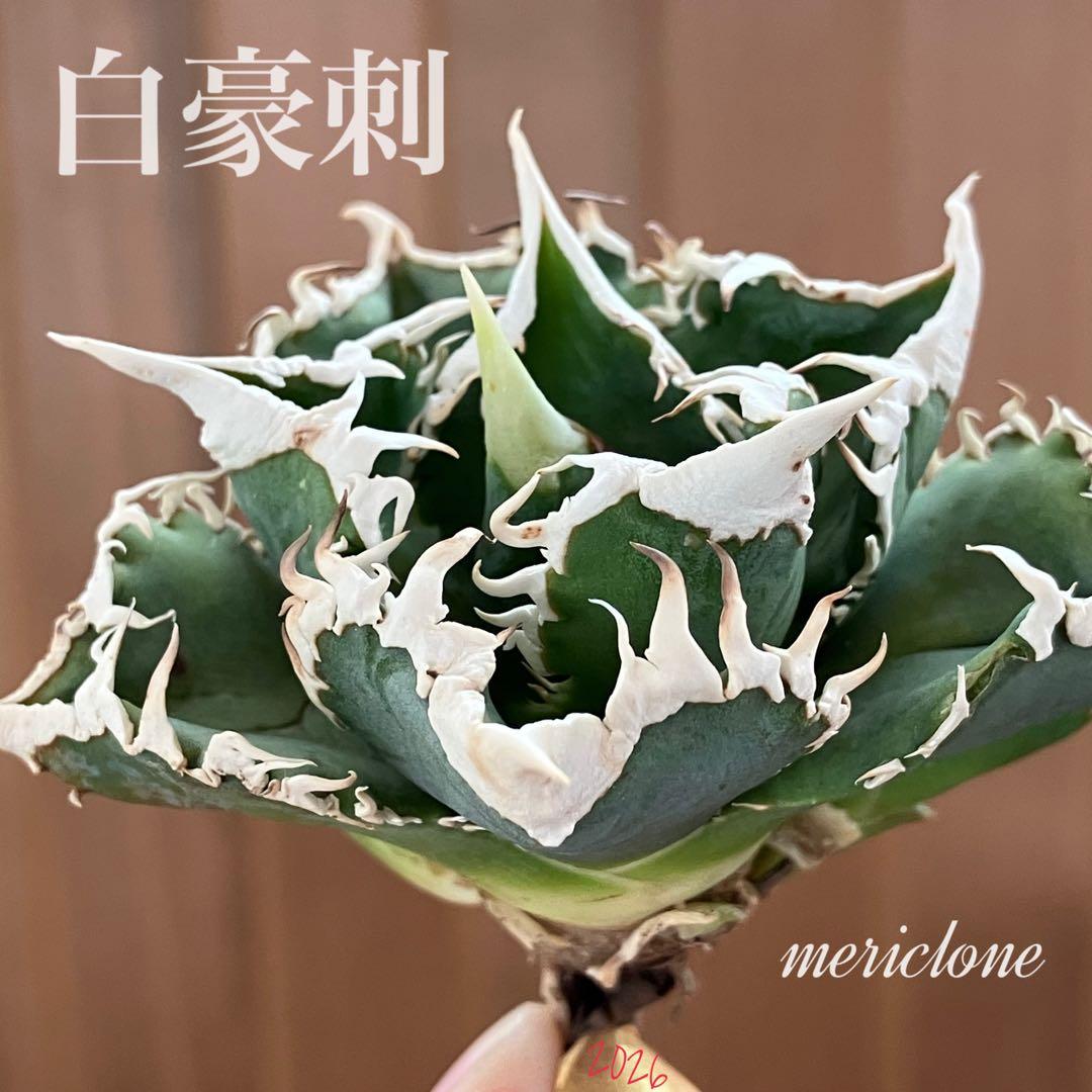 K*様 【初売りオークション】54 選抜　特選　太棘　子株2株付き　アガベ　白豪