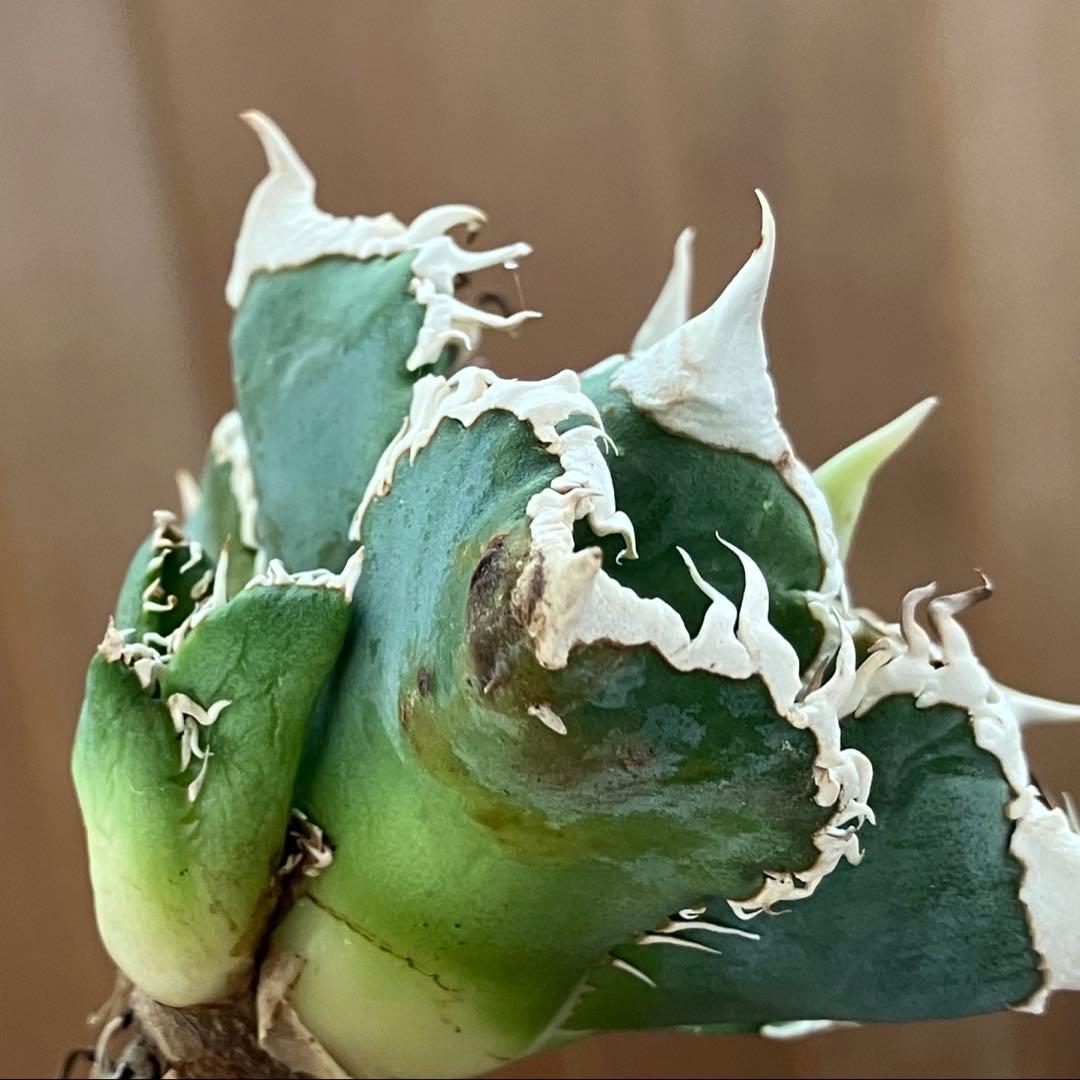 K*様 【初売りオークション】54 選抜　特選　太棘　子株2株付き　アガベ　白豪