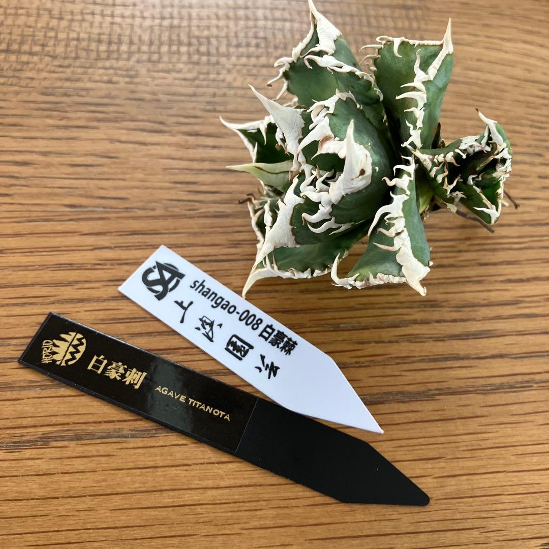 K*様 【初売りオークション】54 選抜　特選　太棘　子株2株付き　アガベ　白豪