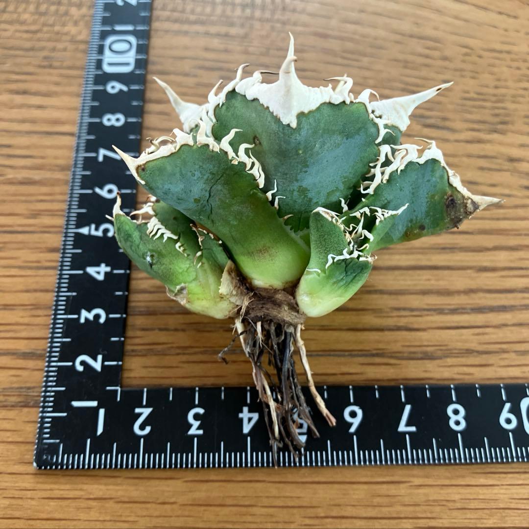 K*様 【初売りオークション】54 選抜　特選　太棘　子株2株付き　アガベ　白豪