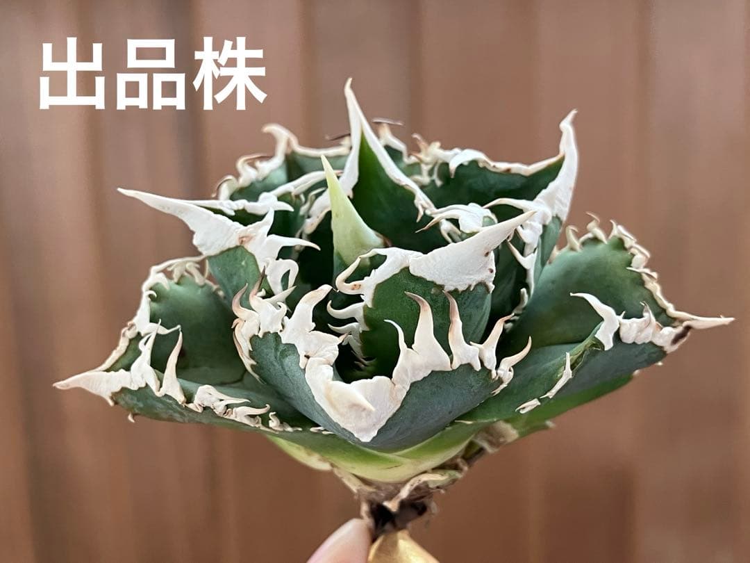 K*様 【初売りオークション】54 選抜　特選　太棘　子株2株付き　アガベ　白豪
