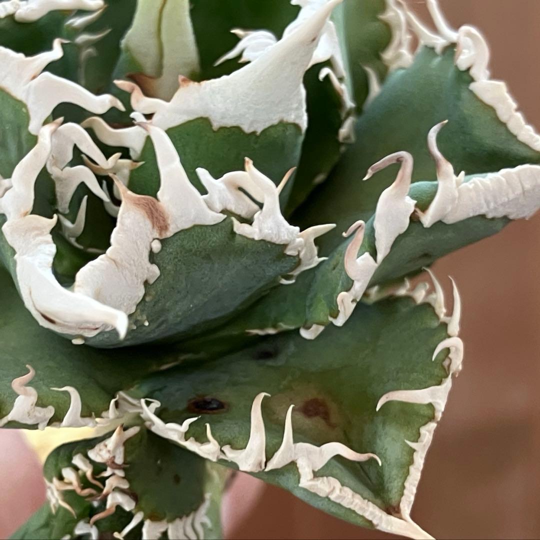 K*様 【初売りオークション】54 選抜　特選　太棘　子株2株付き　アガベ　白豪