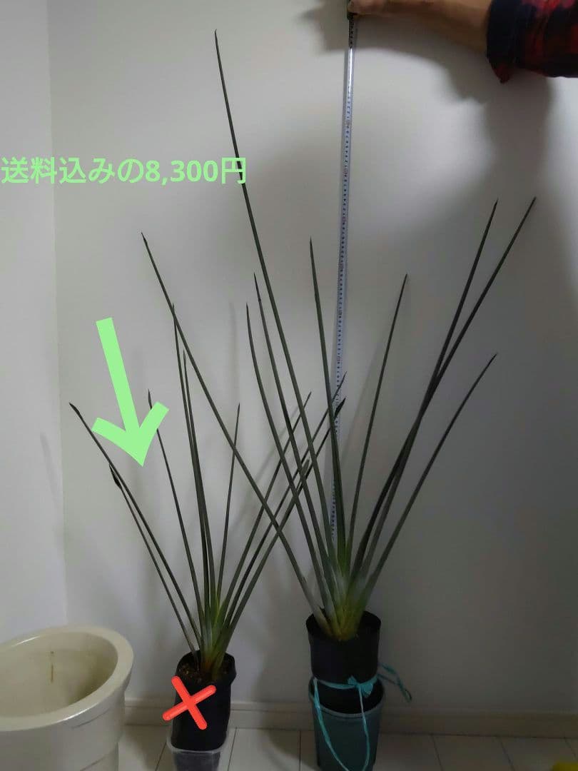 ストレリチア充実株・ジャンセア・ユンケア・ノンリーフ・底145cｍ地表120cｍ