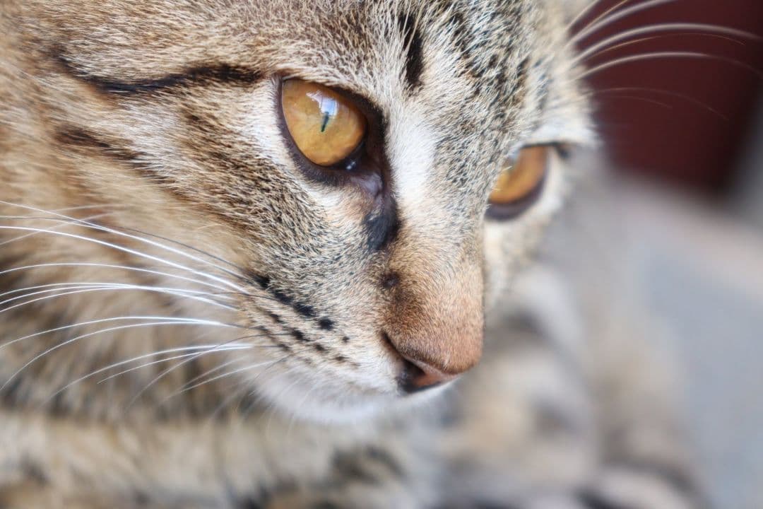 Canon EOS Kiss X10 デジタル一眼レフ　セット