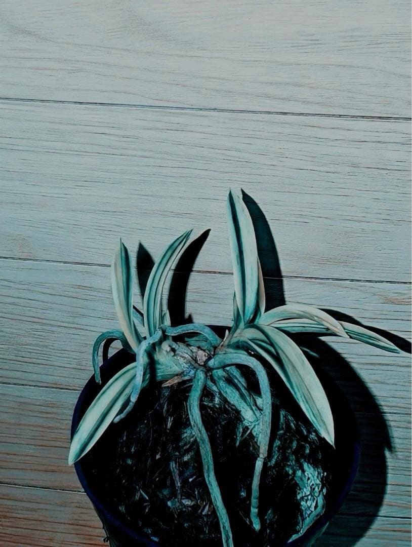 【迎春別格稀貴品12026円セール】富貴蘭「不老白覆輪」