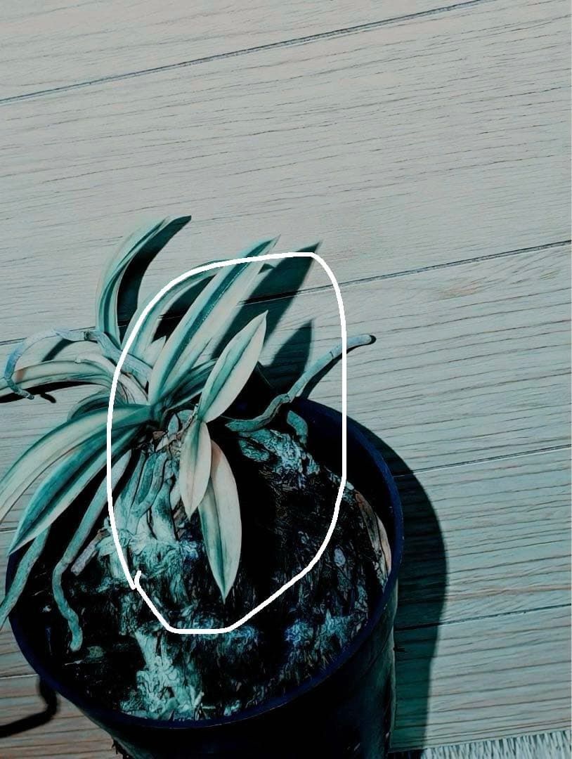 【迎春別格稀貴品12026円セール】富貴蘭「不老白覆輪」