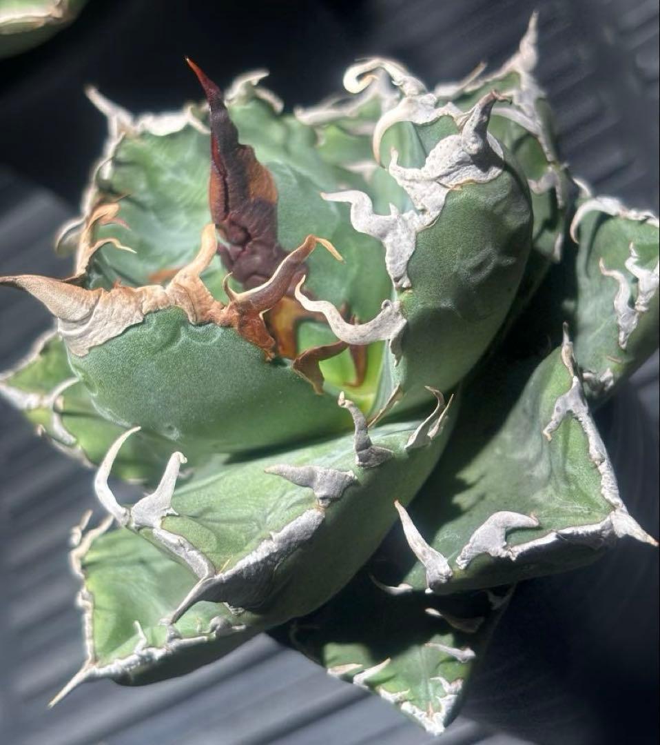 アガベスーパーチタノタ（極上株）超S級悪魔くんBAKEMONO激レア高級品種！