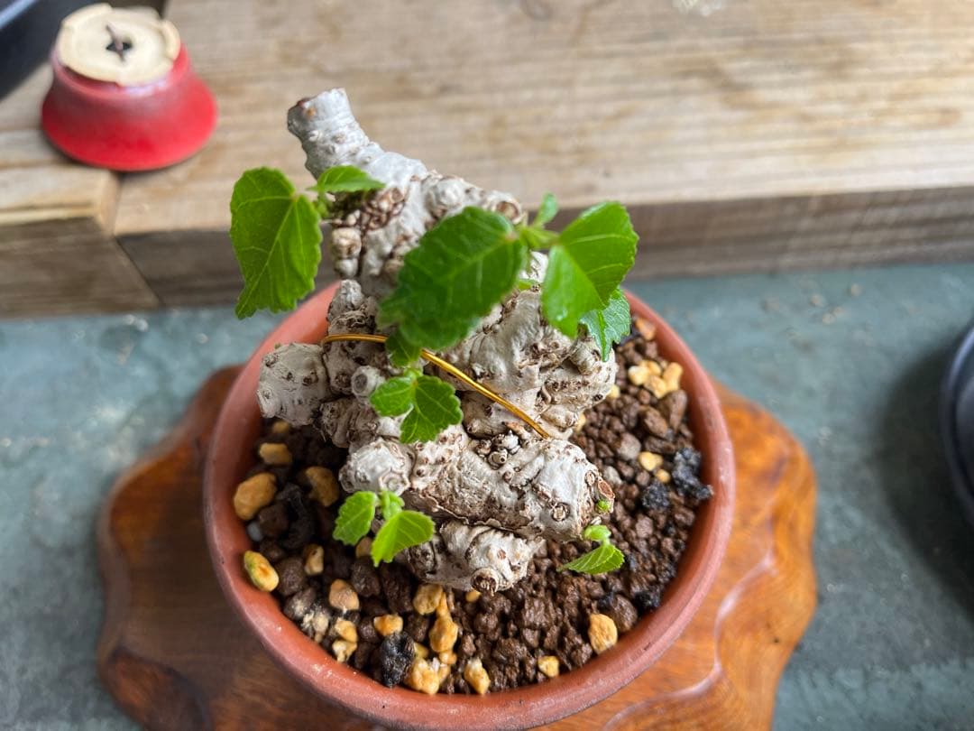 ✨✨✨オキナワイボオオハマボウ【◎良品素材】検/ハート葉♪happyセール♪