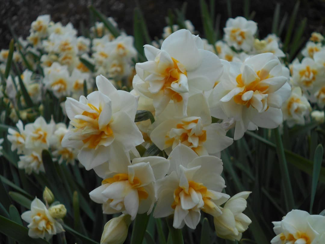 実写美⭕️【動作確認済】Nikon COOLPIX A100 レッド　デジカメ