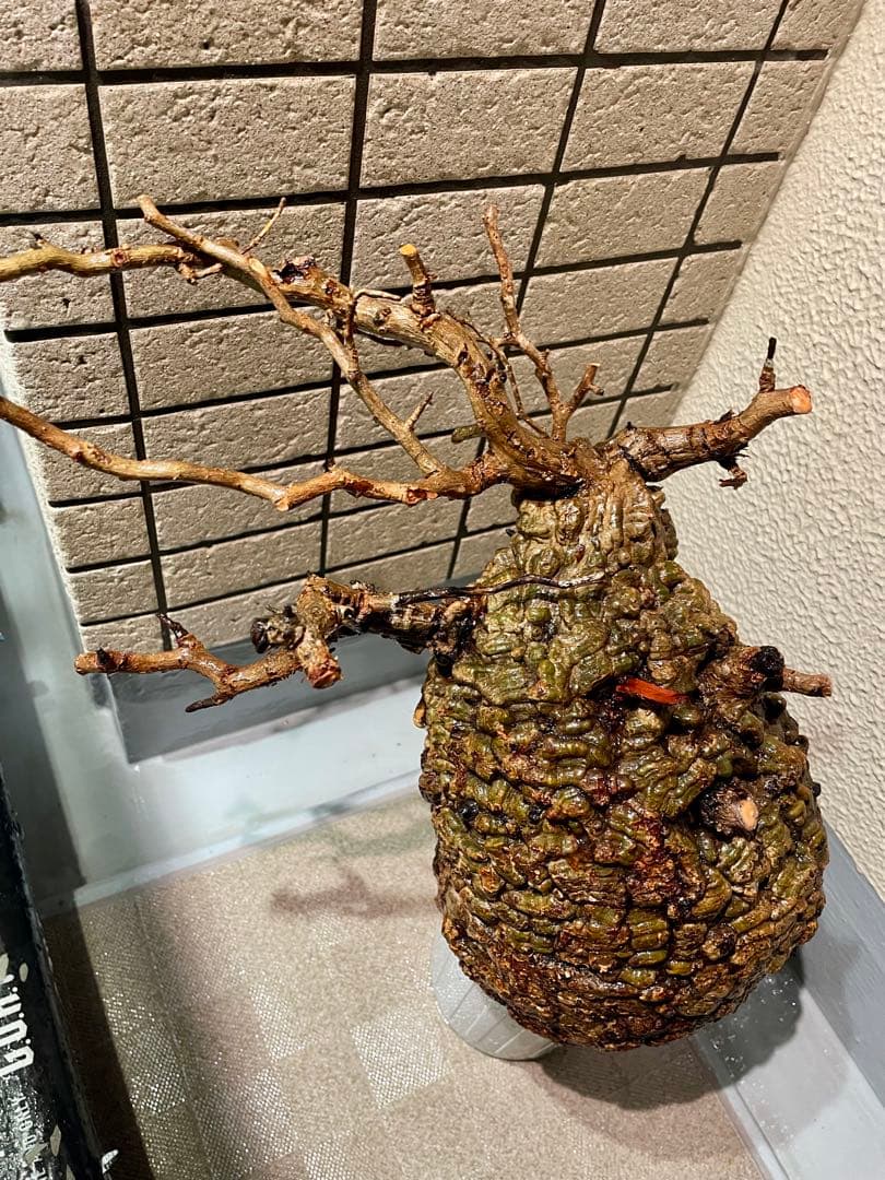 o*r様 オペルクリカリア　パキプス　丸株　検) グラキリス　コミフォラ　扁平