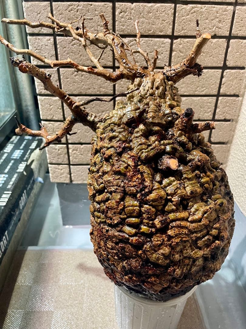 o*r様 オペルクリカリア　パキプス　丸株　検) グラキリス　コミフォラ　扁平