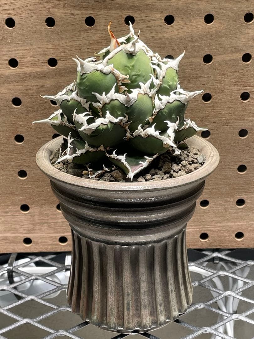 と*も様 アガベ　チタノタ　狼人　鉢のまま　メルカリ便発送