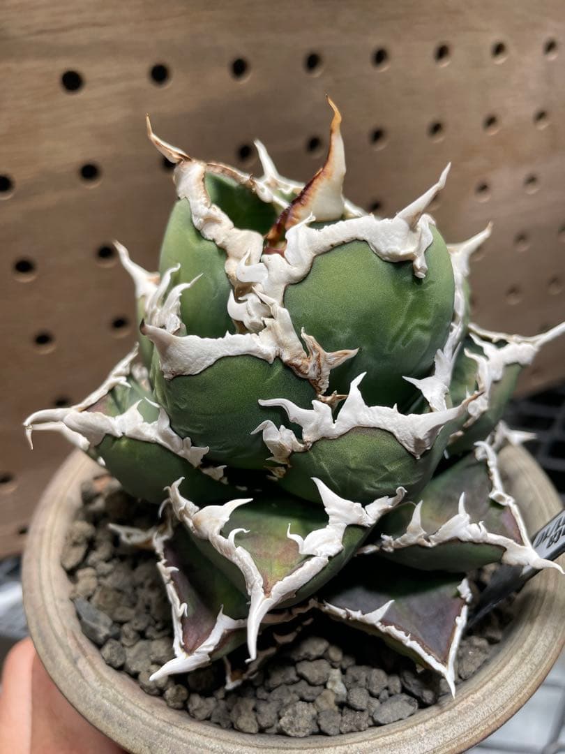 と*も様 アガベ　チタノタ　狼人　鉢のまま　メルカリ便発送