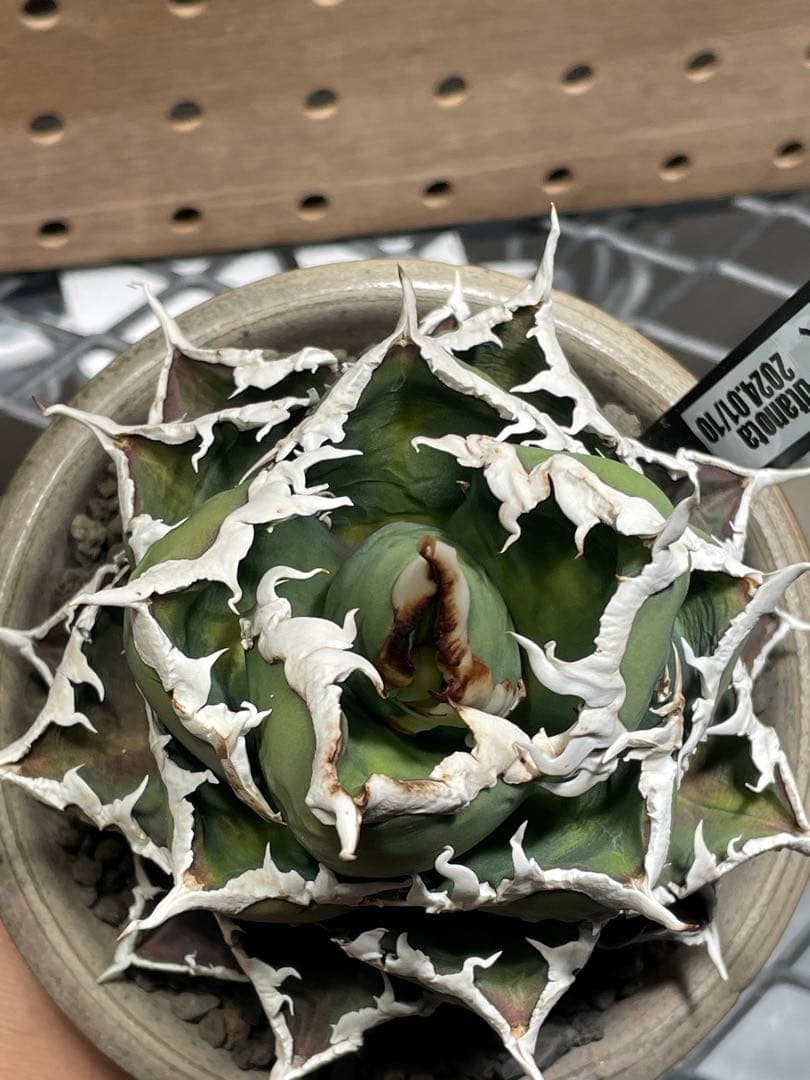 と*も様 アガベ　チタノタ　狼人　鉢のまま　メルカリ便発送