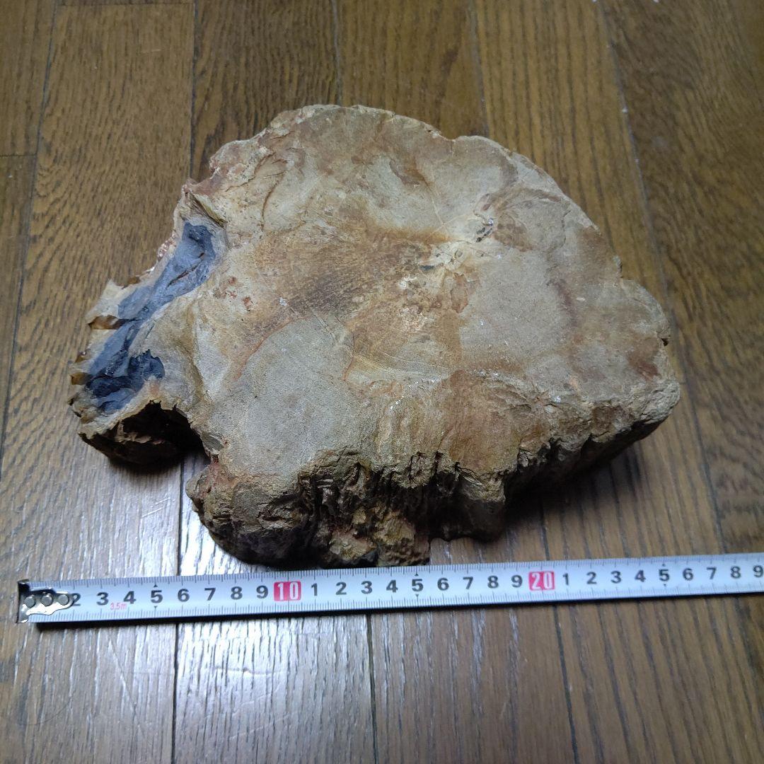 値下げ珪化木の置物　検木の化石　オブジェクトインテリアペトリファイドウッド