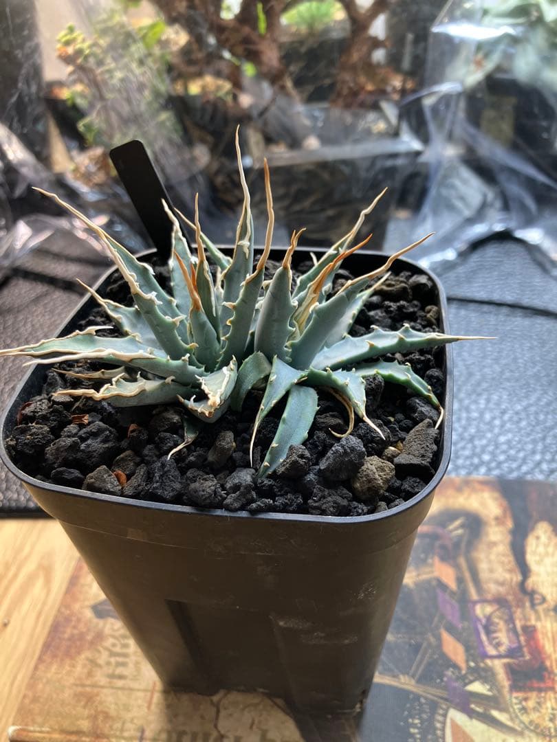 アガベ エボリスピナ　実生株