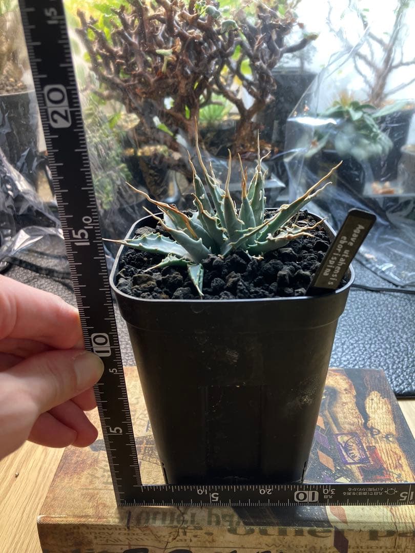 アガベ エボリスピナ　実生株