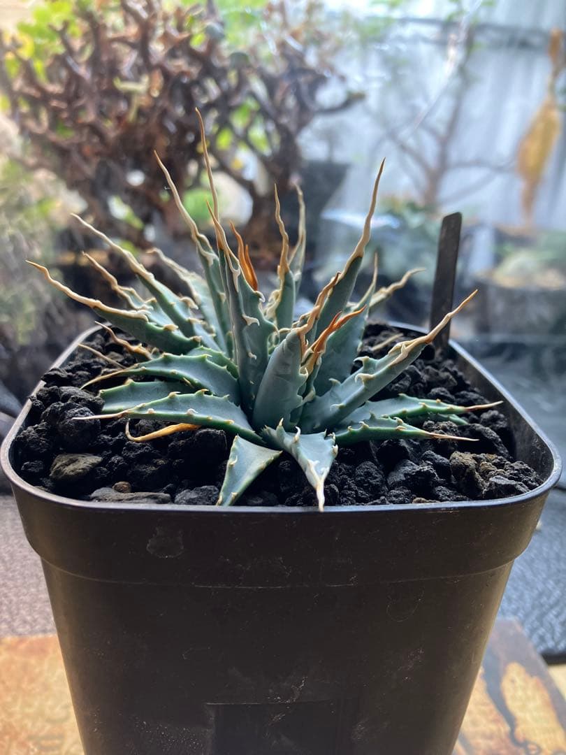 アガベ エボリスピナ　実生株
