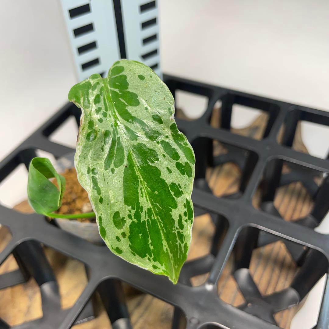 モ*ス様 品種保証！斑入り保証！Bulbasaurモンステラ バルバソー フシギ