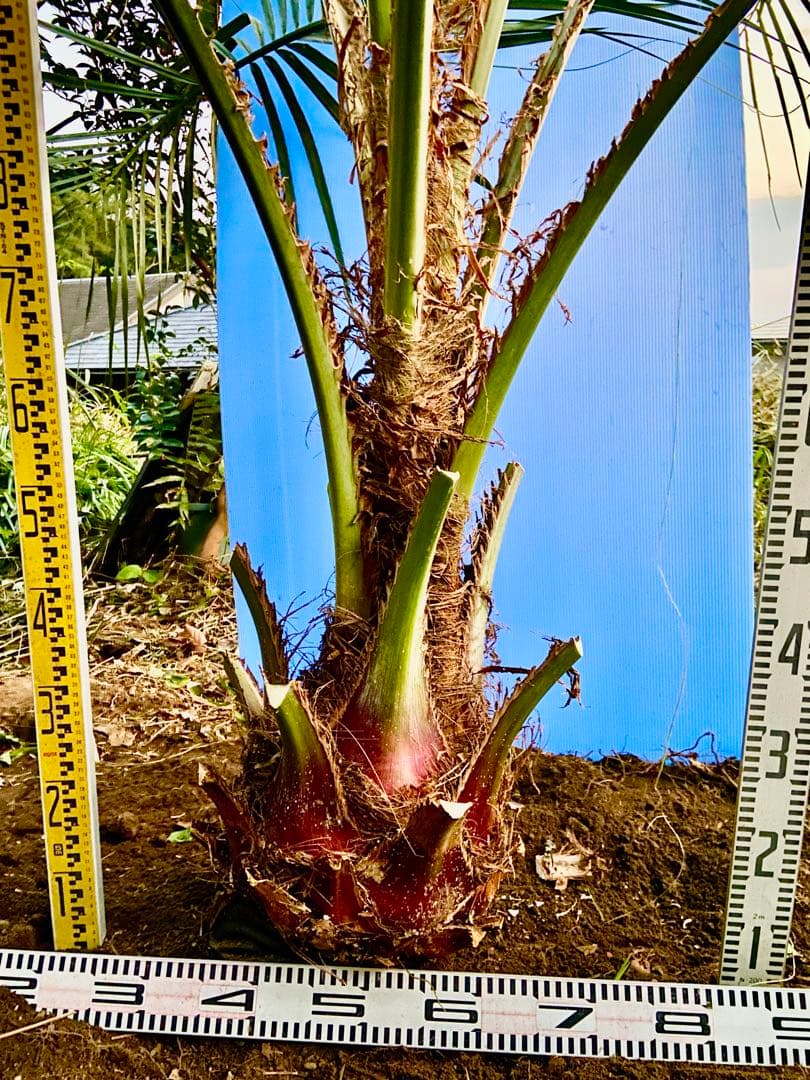 ココスヤシ　特大　超耐寒　ロックガーデン