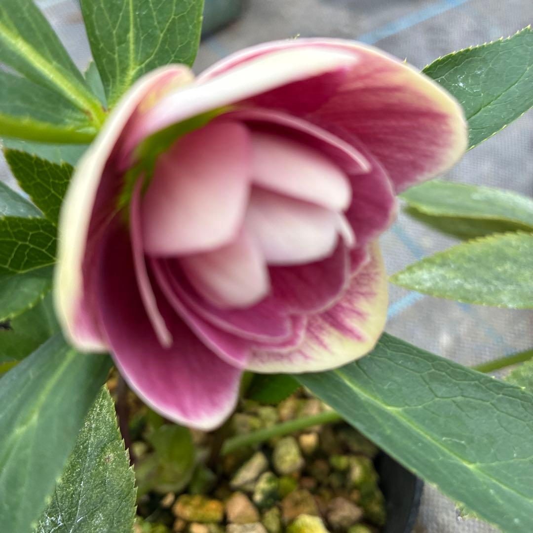 クリスマスローズ　くすみバイカラー　4.5寸