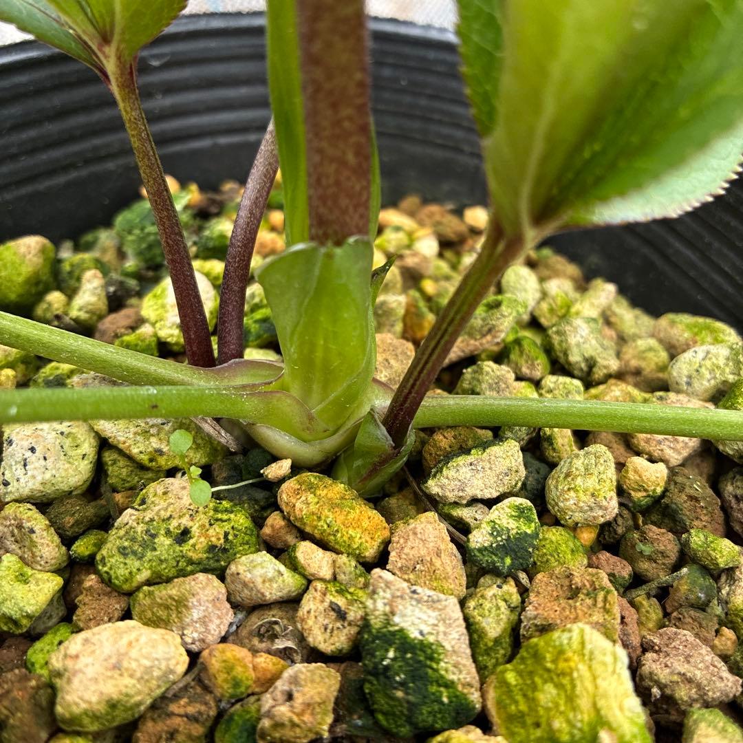 クリスマスローズ　くすみバイカラー　4.5寸